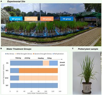 Changes in Vertical Phenotypic Traits of Rice (Oryza sativa L.) Response to Water Stress